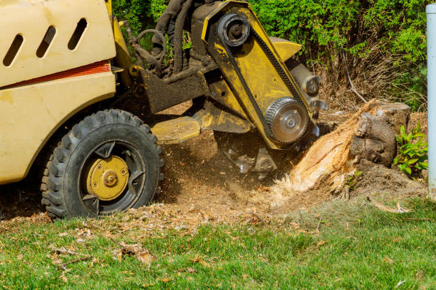 Best Stump Grinding and Removal  in Taylor, TX