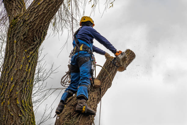 Best Emergency Tree Removal  in Taylor, TX