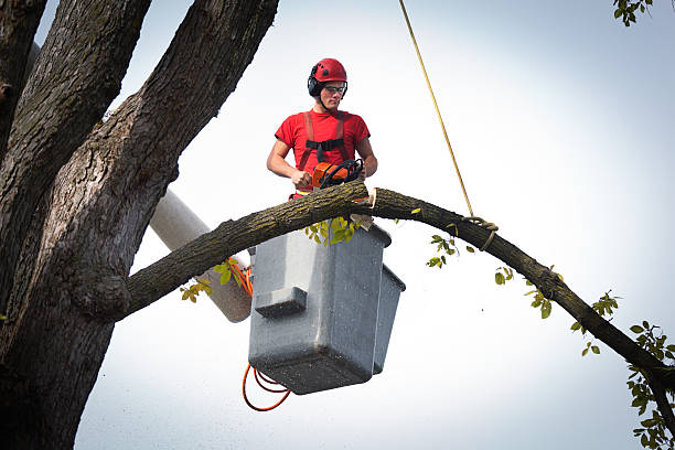 Best Tree Removal  in Taylor, TX