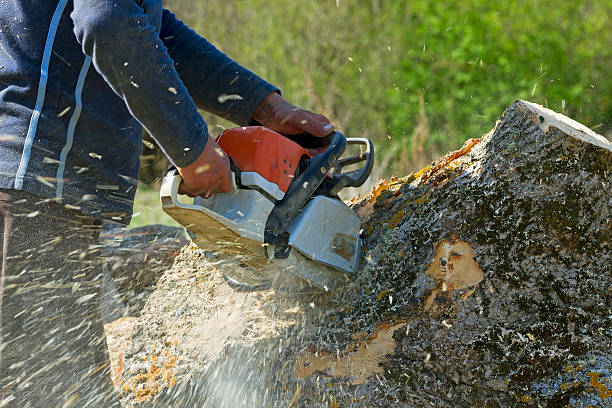 Best Hedge Trimming  in Taylor, TX